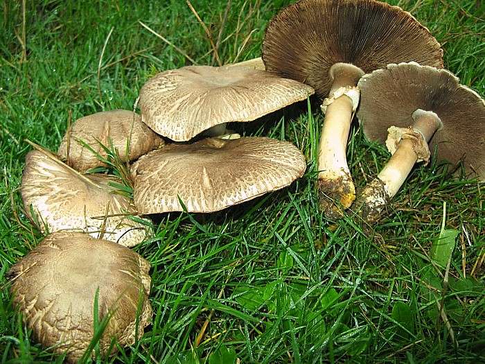 Agaricus xanthoderma